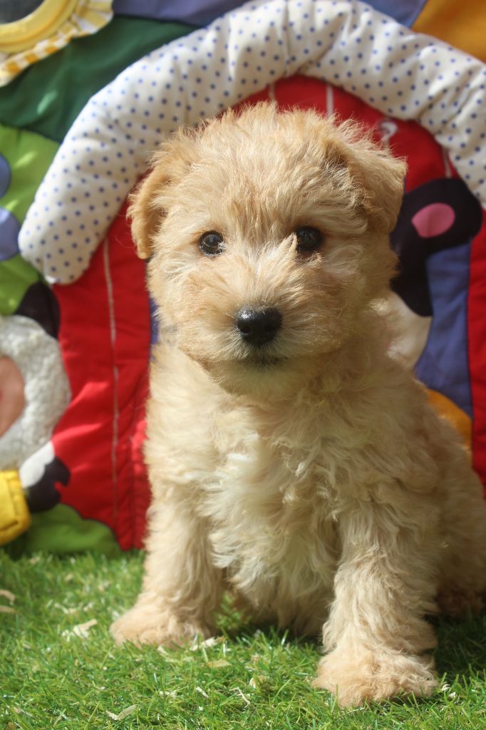 of caniland's dream - Chiots disponibles - Lakeland Terrier