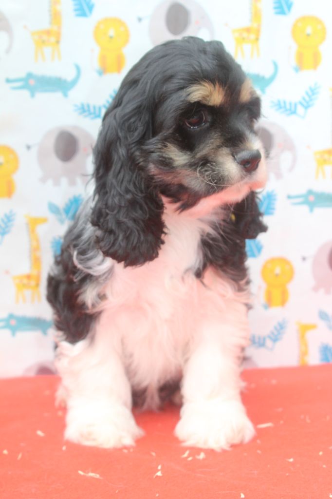 of caniland's dream - Chiots disponibles - American Cocker Spaniel