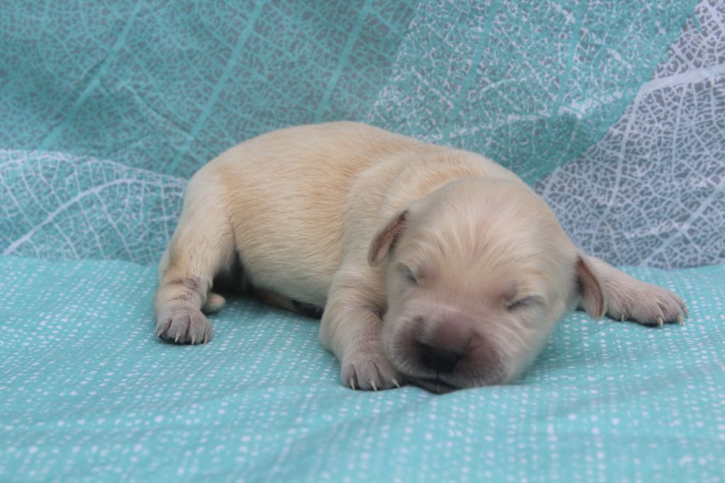 of caniland's dream - Chiots disponibles - Golden Retriever