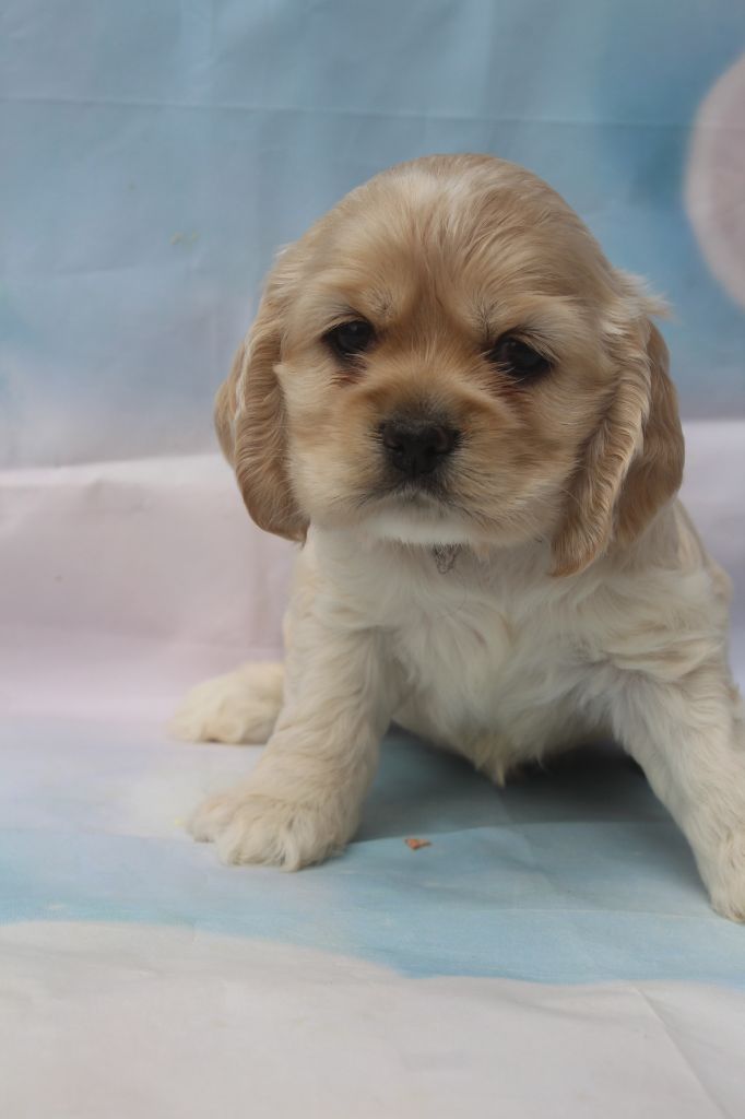 of caniland's dream - Chiots disponibles - American Cocker Spaniel
