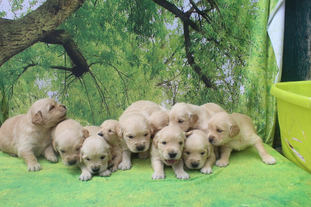 Chiot Golden Retriever of caniland's dream