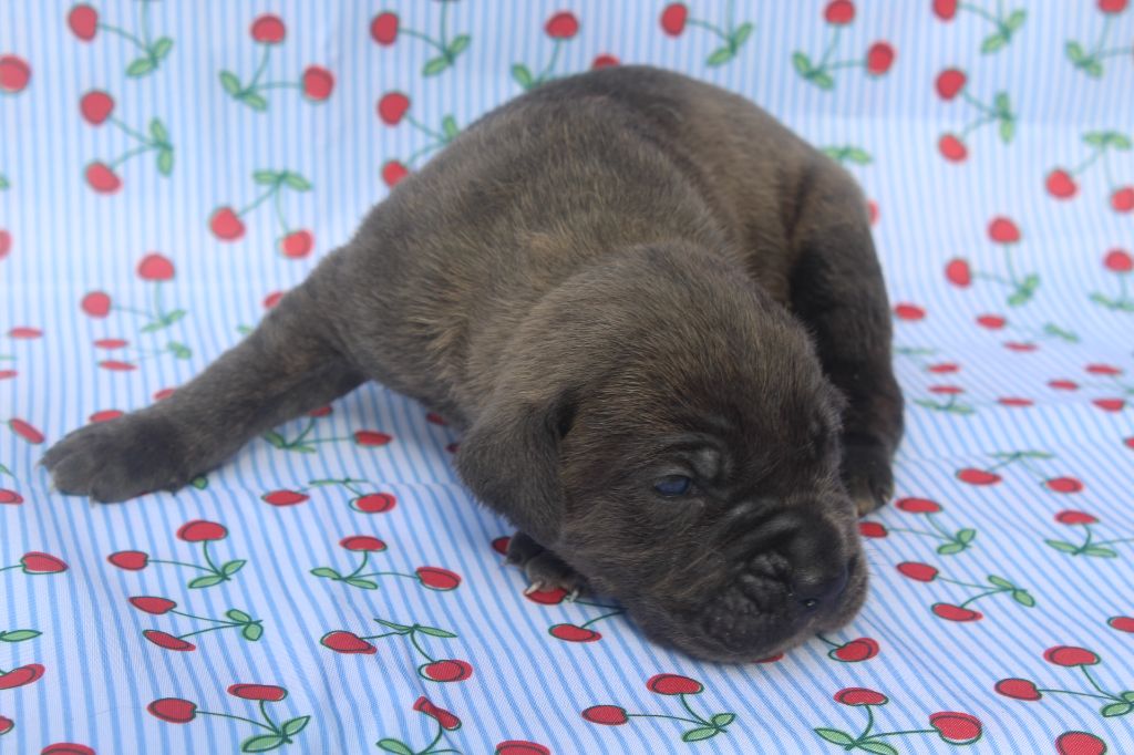 of caniland's dream - Chiots disponibles - Cane Corso