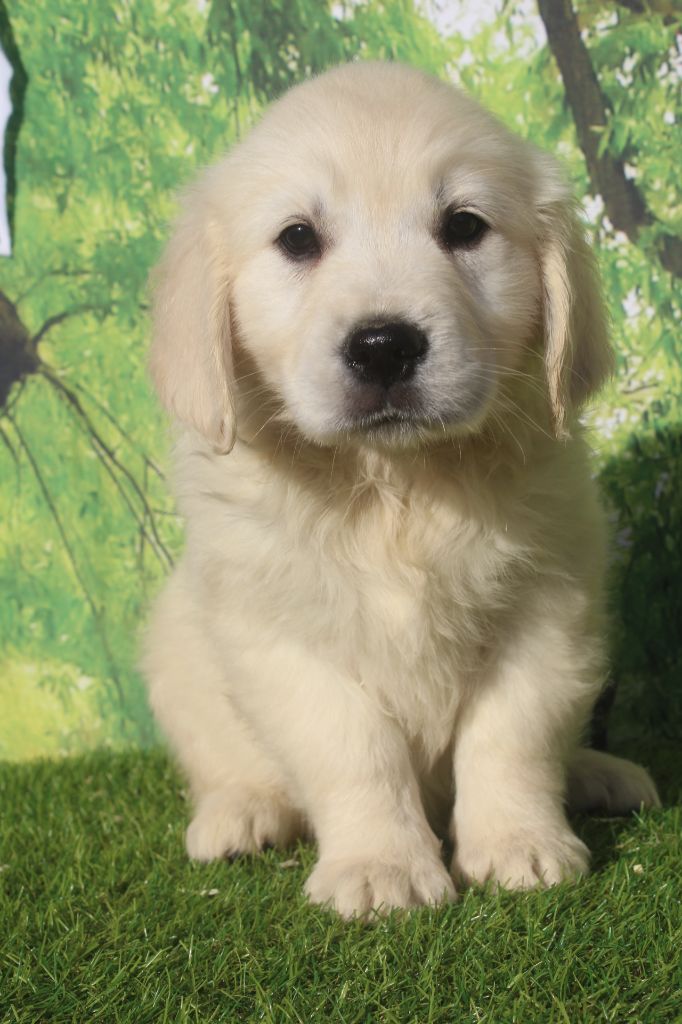 of caniland's dream - Chiots disponibles - Golden Retriever