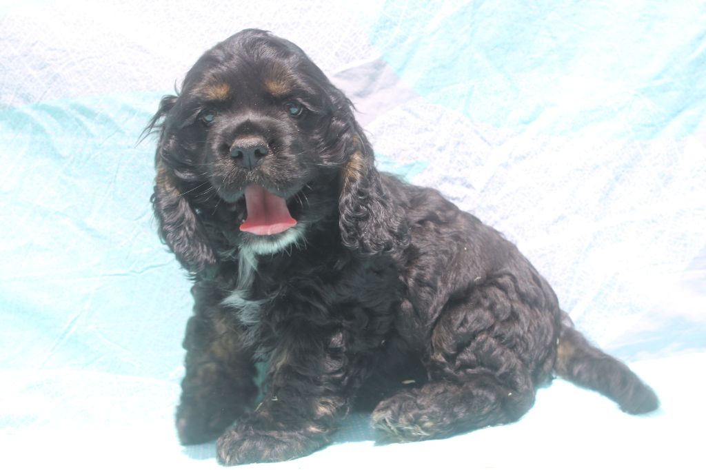 of caniland's dream - Chiots disponibles - American Cocker Spaniel