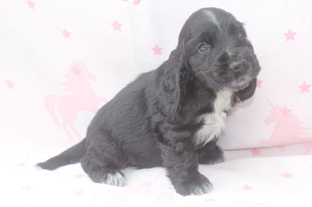 of caniland's dream - Chiots disponibles - Cocker Spaniel Anglais