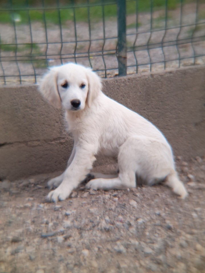 of caniland's dream - Chiots disponibles - Golden Retriever