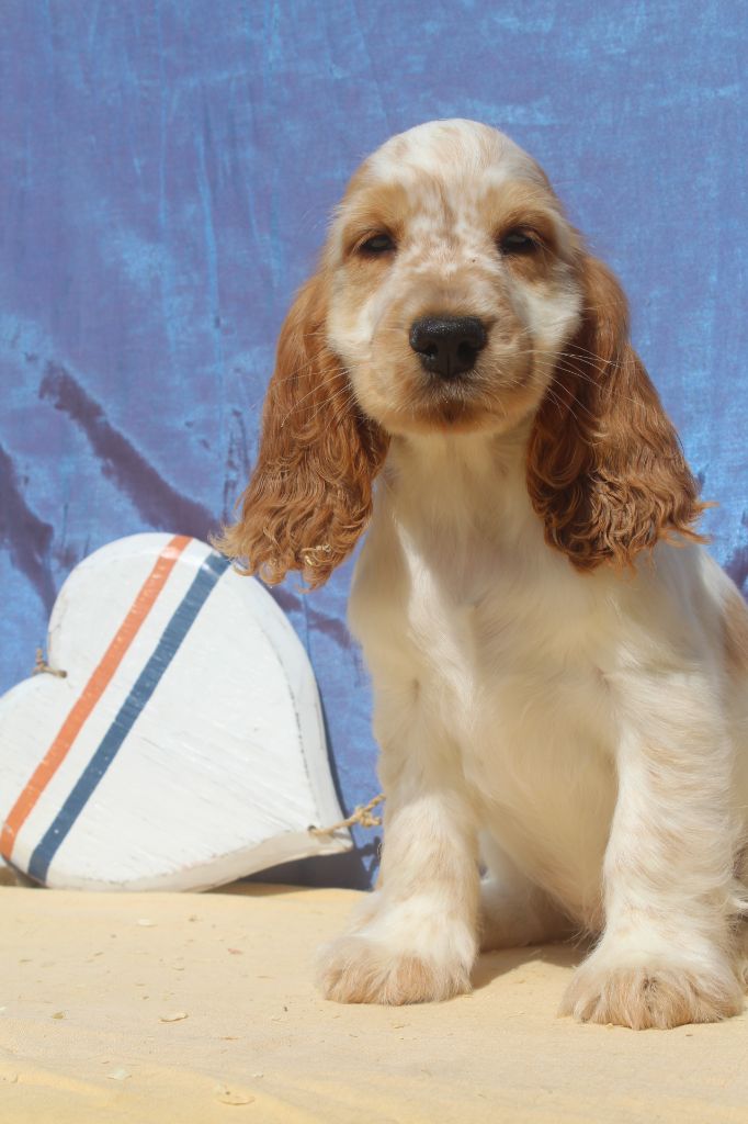 of caniland's dream - Chiots disponibles - Cocker Spaniel Anglais