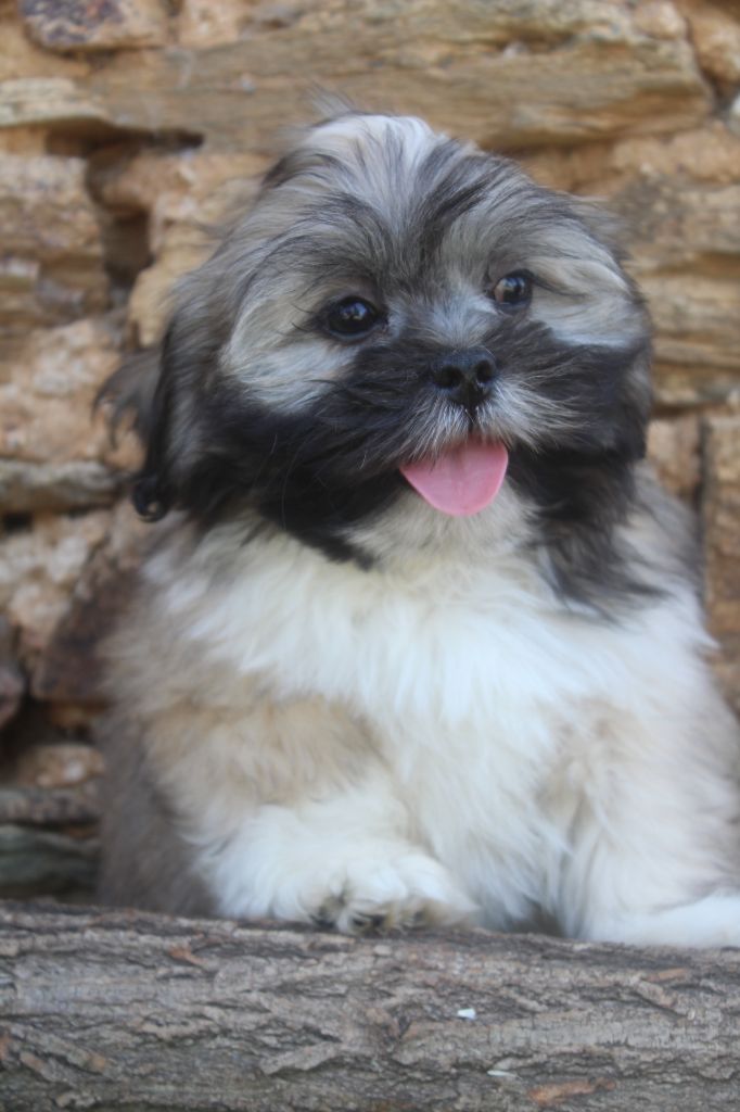 of caniland's dream - Chiots disponibles - Lhassa Apso