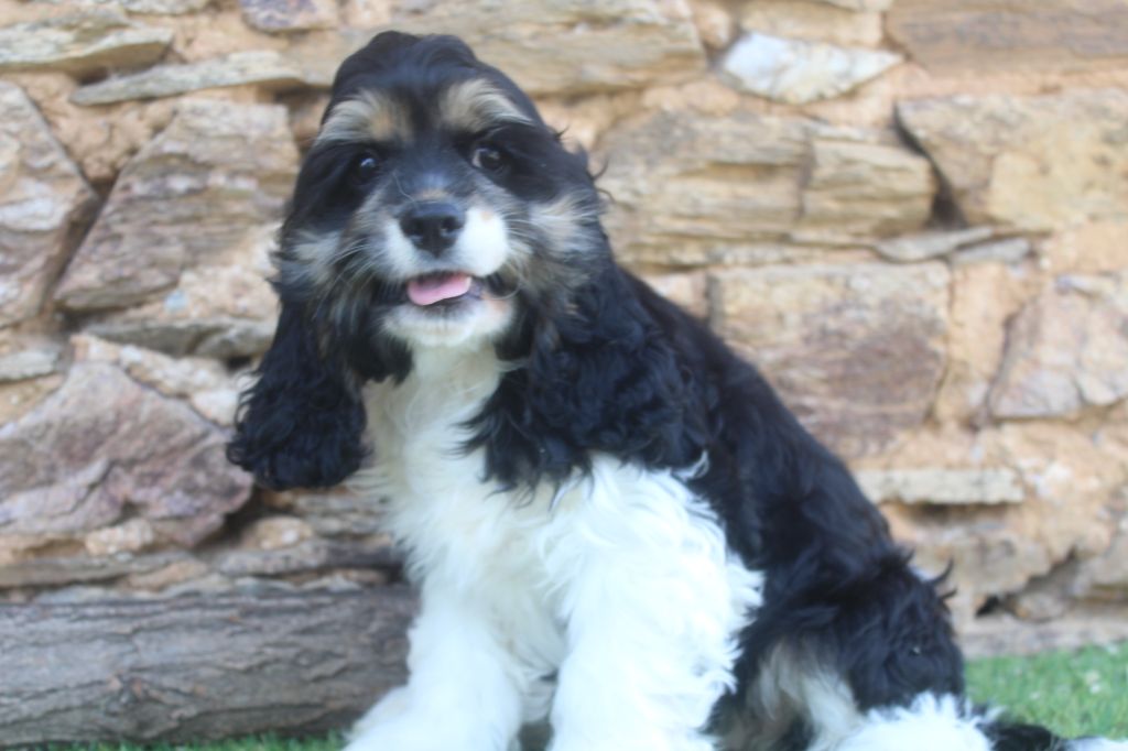 of caniland's dream - Chiots disponibles - American Cocker Spaniel