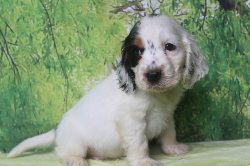 of caniland's dream - Chiots disponibles - Cocker Spaniel Anglais