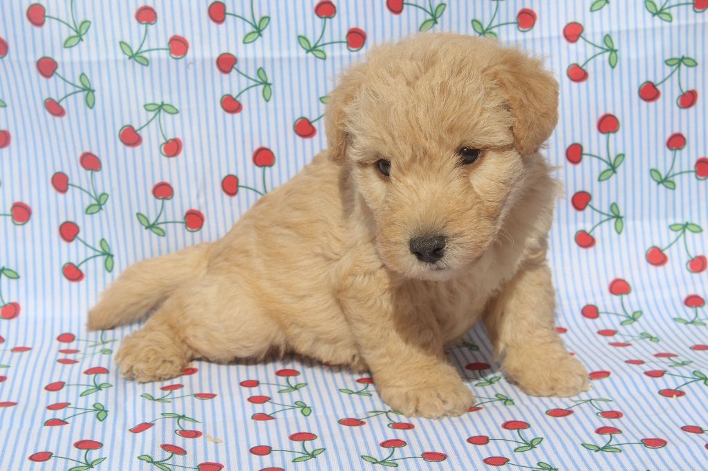 of caniland's dream - Chiots disponibles - Lakeland Terrier