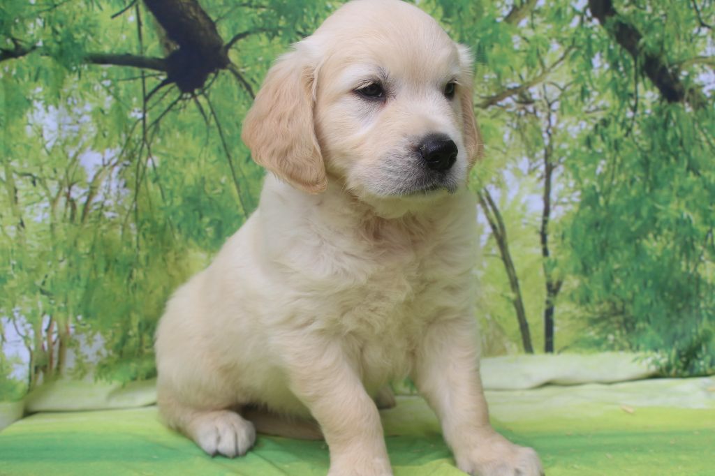 of caniland's dream - Chiots disponibles - Golden Retriever