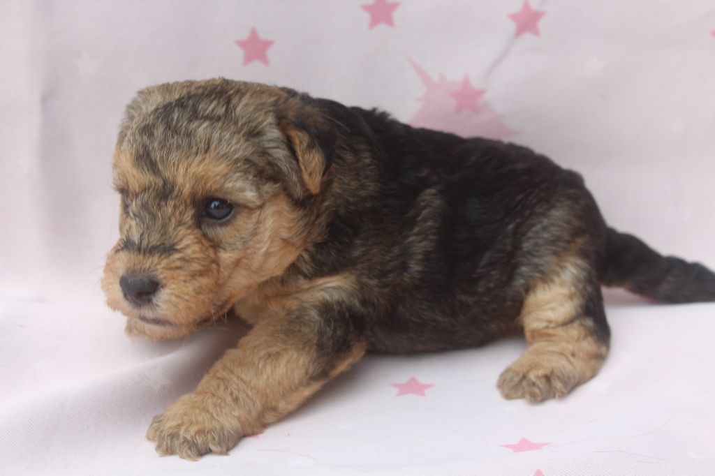 of caniland's dream - Chiots disponibles - Lakeland Terrier