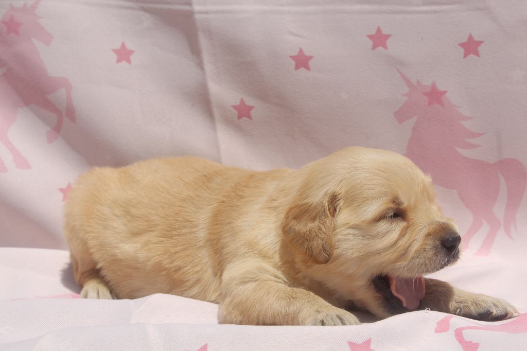 of caniland's dream - Chiots disponibles - Golden Retriever