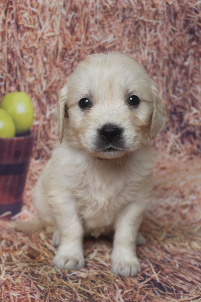 of caniland's dream - Chiots disponibles - Golden Retriever