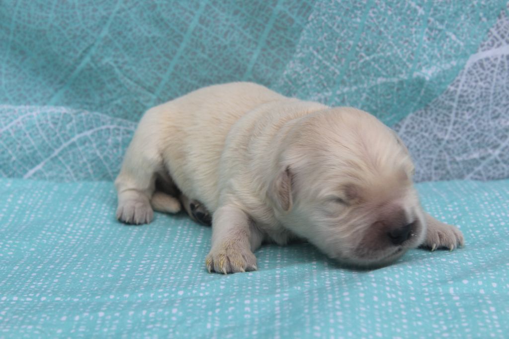 of caniland's dream - Chiots disponibles - Golden Retriever