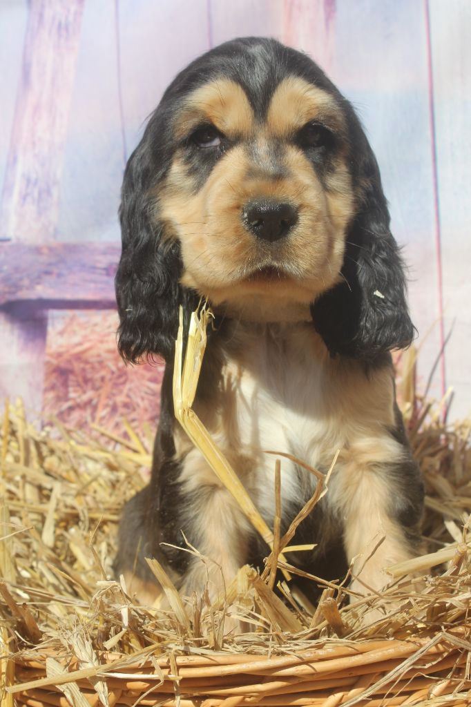 of caniland's dream - Chiots disponibles - Cocker Spaniel Anglais