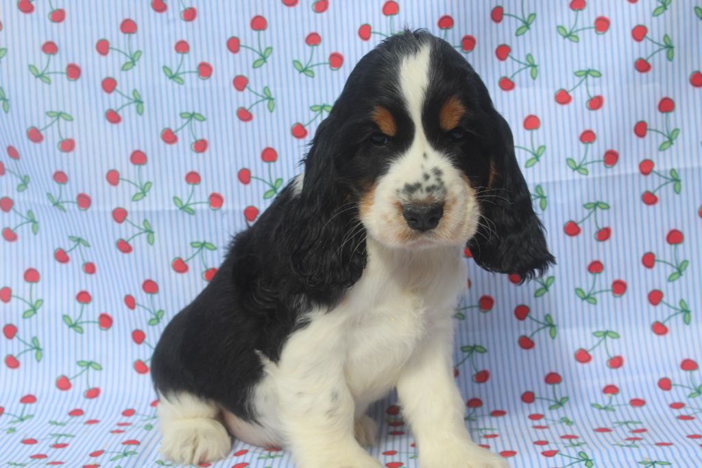 of caniland's dream - Chiots disponibles - Cocker Spaniel Anglais