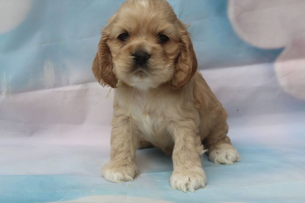 of caniland's dream - Chiots disponibles - American Cocker Spaniel