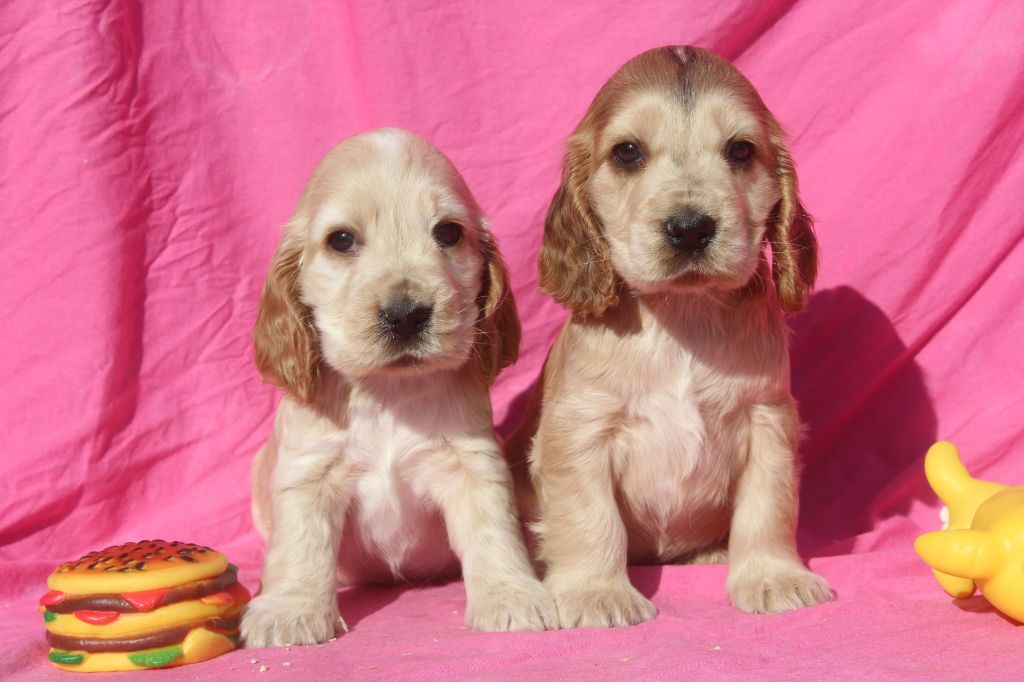 Chiot Cocker Spaniel Anglais of caniland's dream