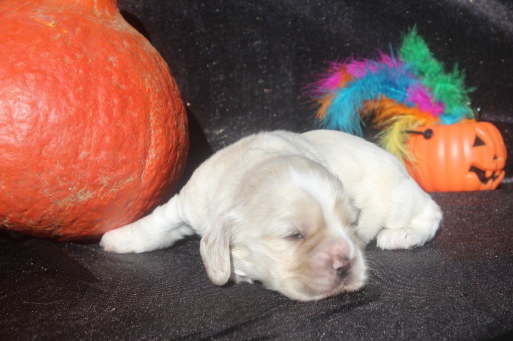 of caniland's dream - Chiots disponibles - American Cocker Spaniel