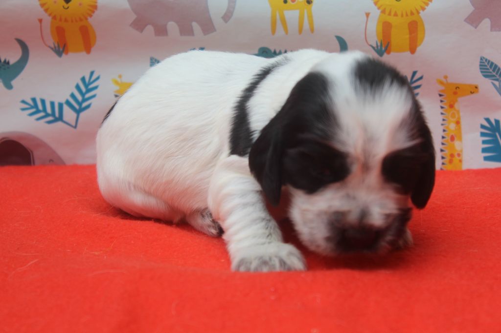 of caniland's dream - Chiots disponibles - Cocker Spaniel Anglais