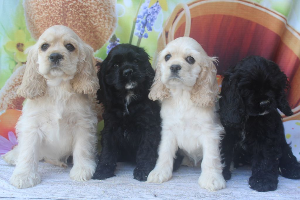 Chiot American Cocker Spaniel of caniland's dream