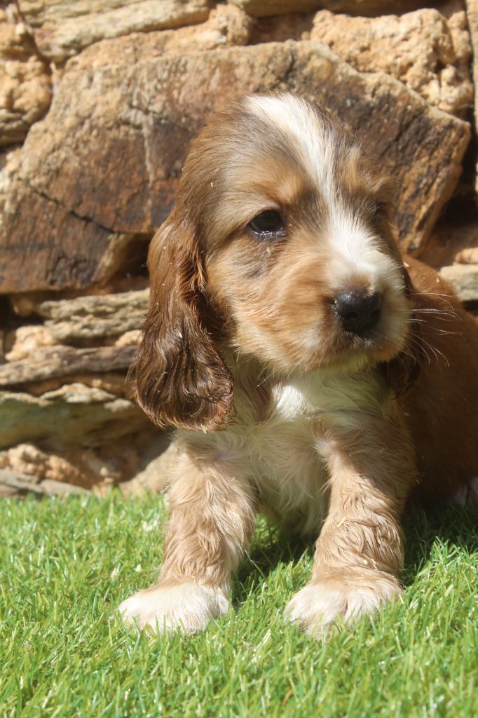 of caniland's dream - Chiots disponibles - Cocker Spaniel Anglais