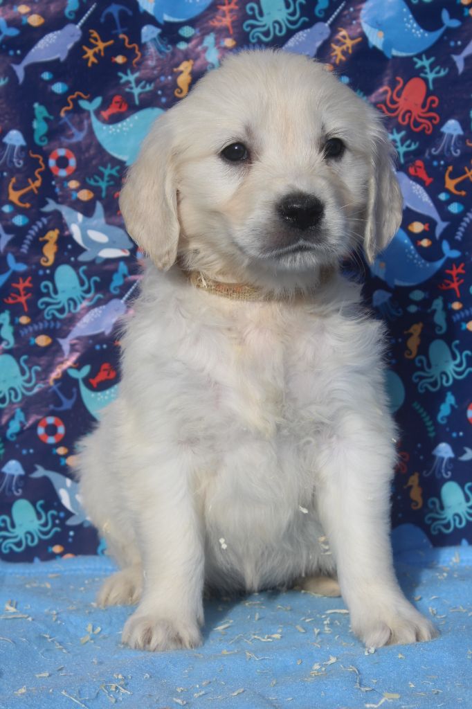 of caniland's dream - Chiots disponibles - Golden Retriever