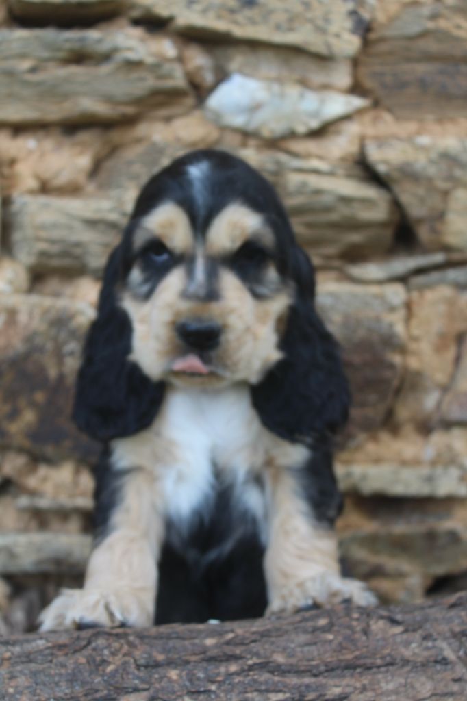 of caniland's dream - Chiots disponibles - Cocker Spaniel Anglais