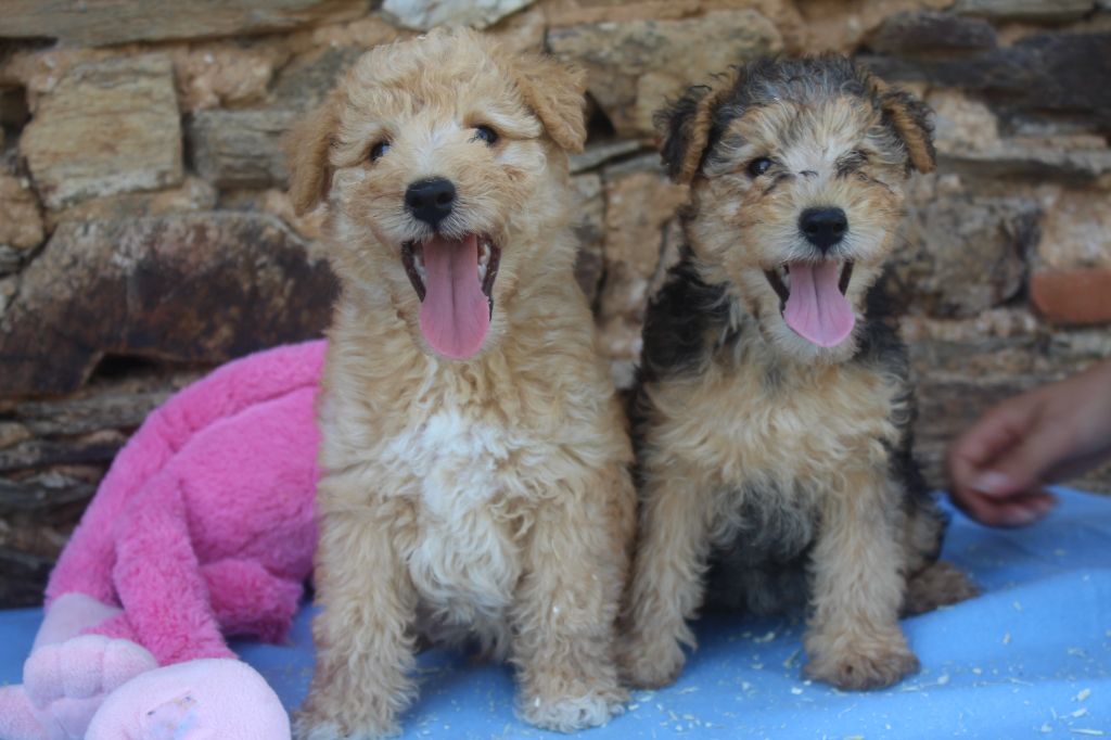 Chiot Lakeland Terrier of caniland's dream