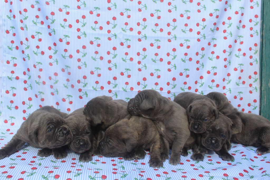 Chiot Cane Corso of caniland's dream