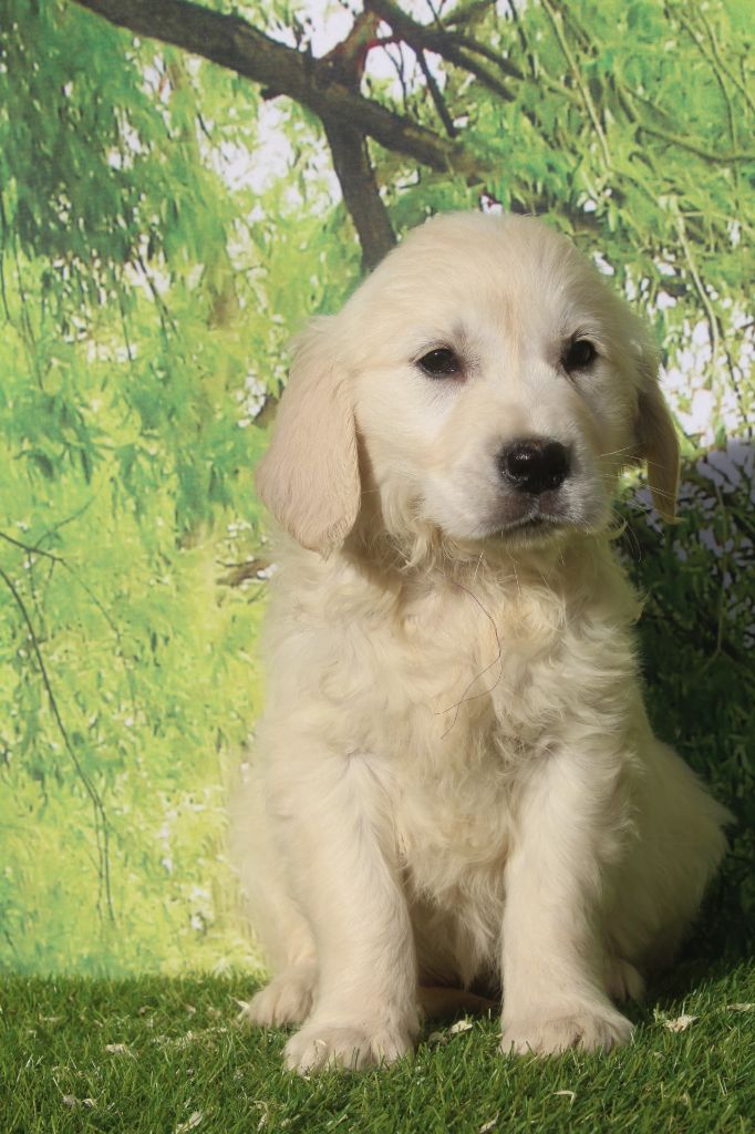 of caniland's dream - Chiots disponibles - Golden Retriever