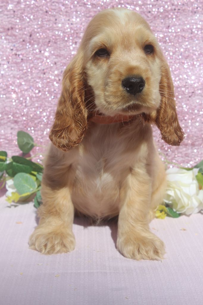 of caniland's dream - Chiots disponibles - Cocker Spaniel Anglais