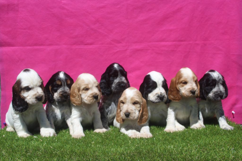 Chiot Cocker Spaniel Anglais of caniland's dream