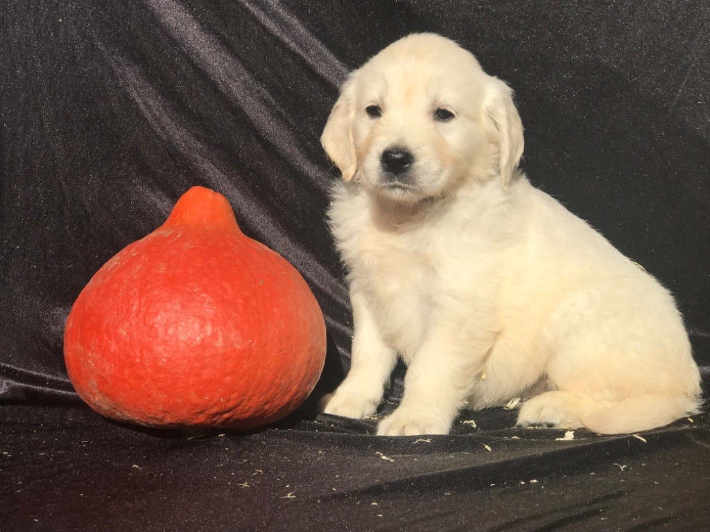 of caniland's dream - Chiots disponibles - Golden Retriever
