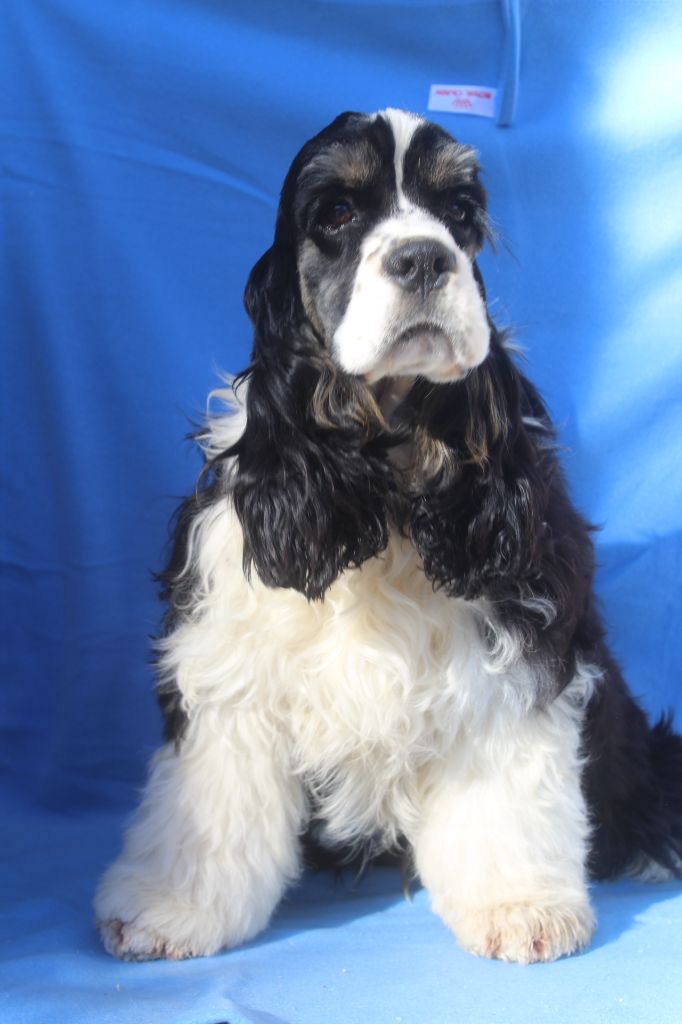 of caniland's dream - Chiots disponibles - American Cocker Spaniel