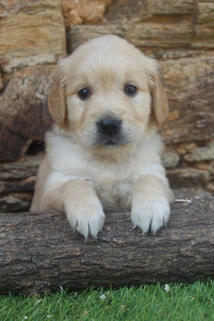 of caniland's dream - Chiots disponibles - Golden Retriever