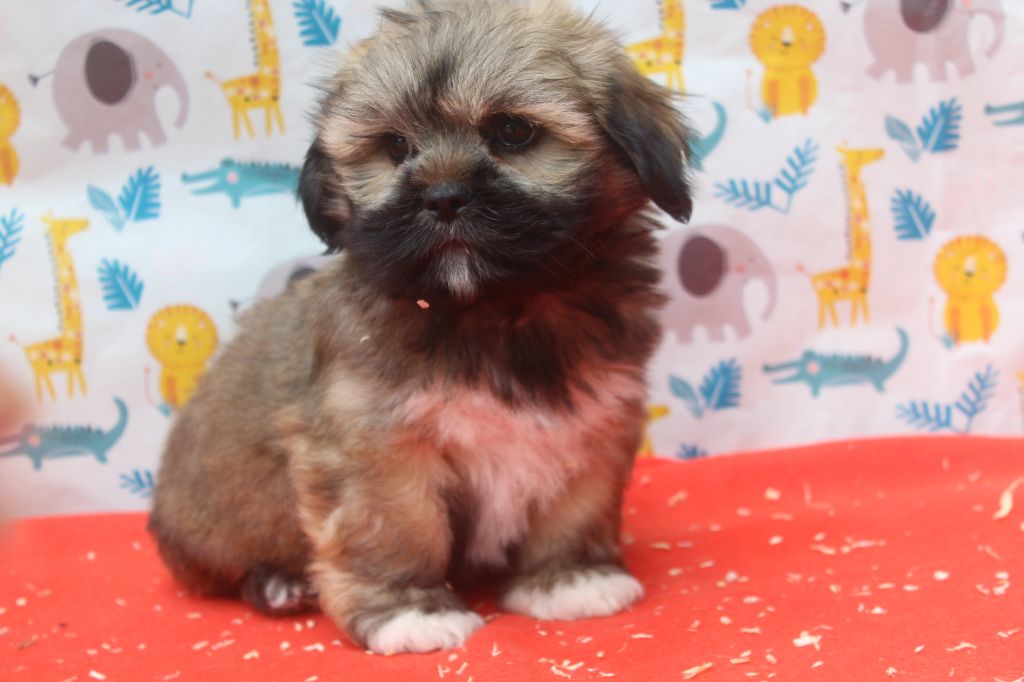 of caniland's dream - Chiots disponibles - Lhassa Apso