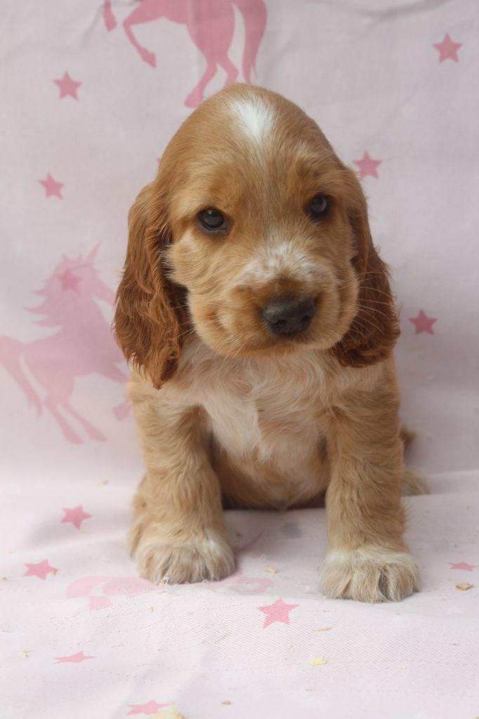 of caniland's dream - Chiots disponibles - Cocker Spaniel Anglais