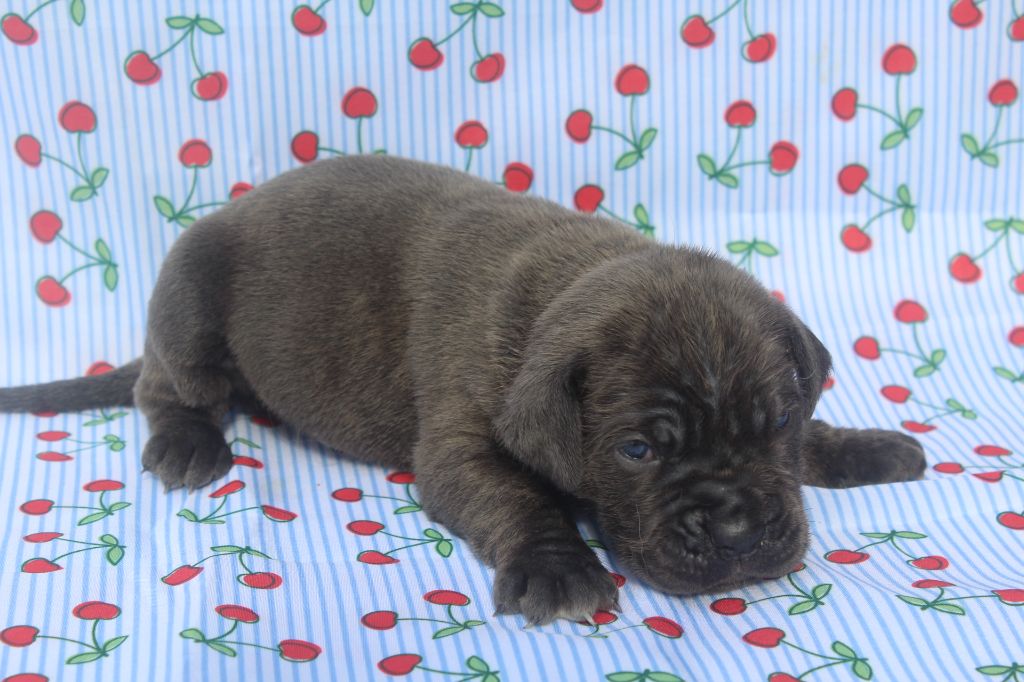 of caniland's dream - Chiots disponibles - Cane Corso