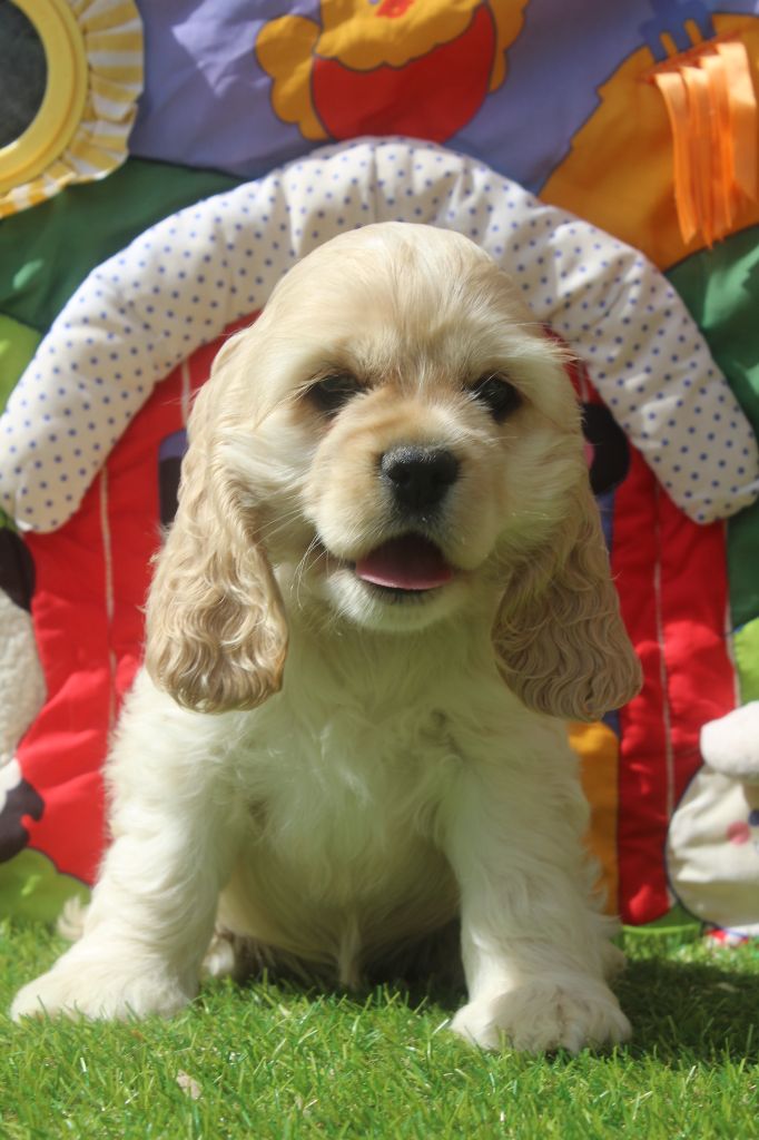 of caniland's dream - Chiots disponibles - American Cocker Spaniel