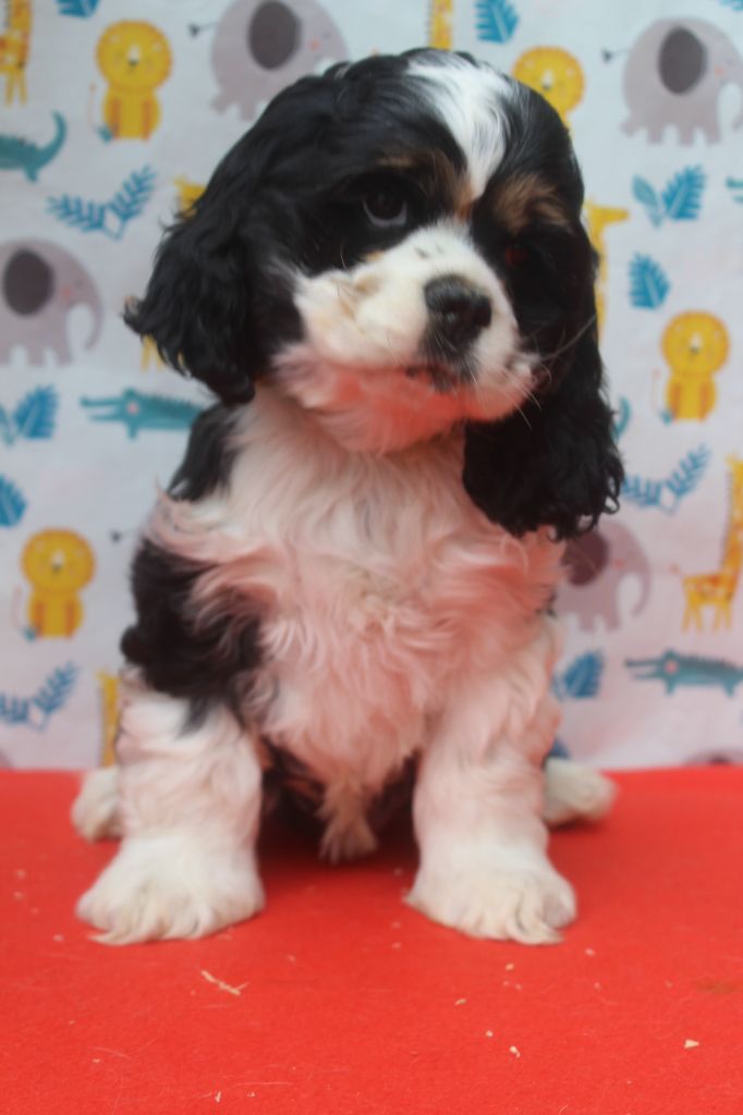 of caniland's dream - Chiots disponibles - American Cocker Spaniel