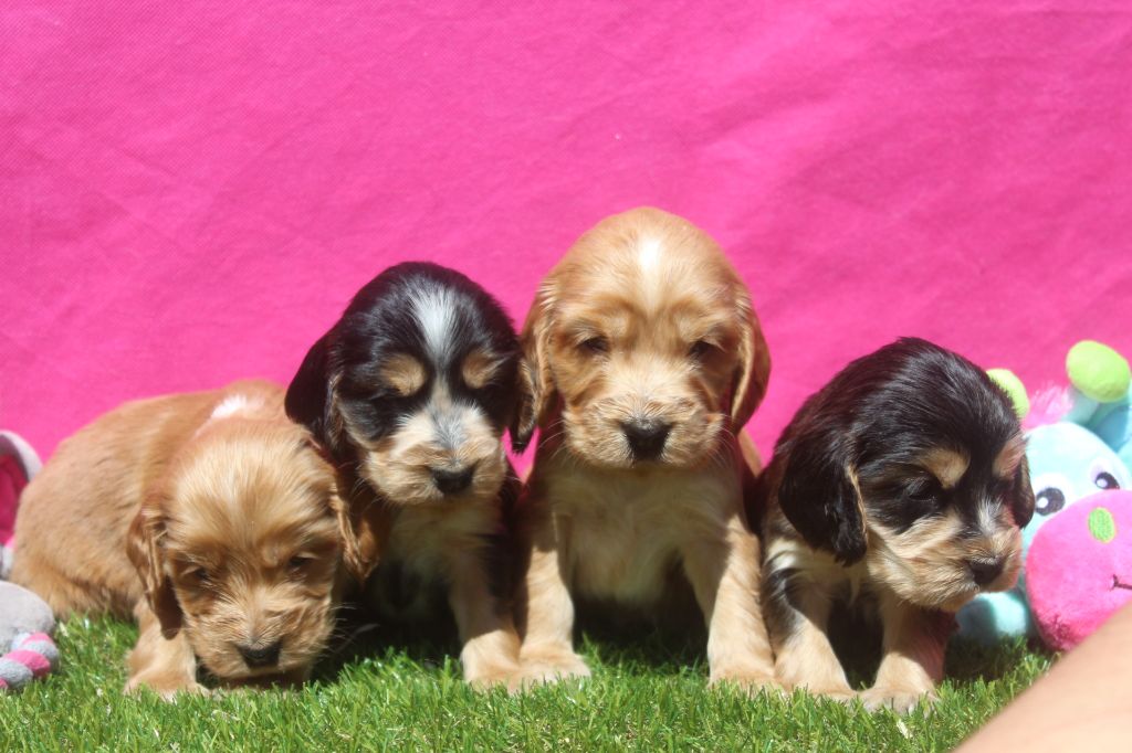 Chiot Cocker Spaniel Anglais of caniland's dream