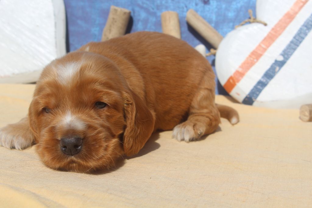 of caniland's dream - Chiots disponibles - Cocker Spaniel Anglais