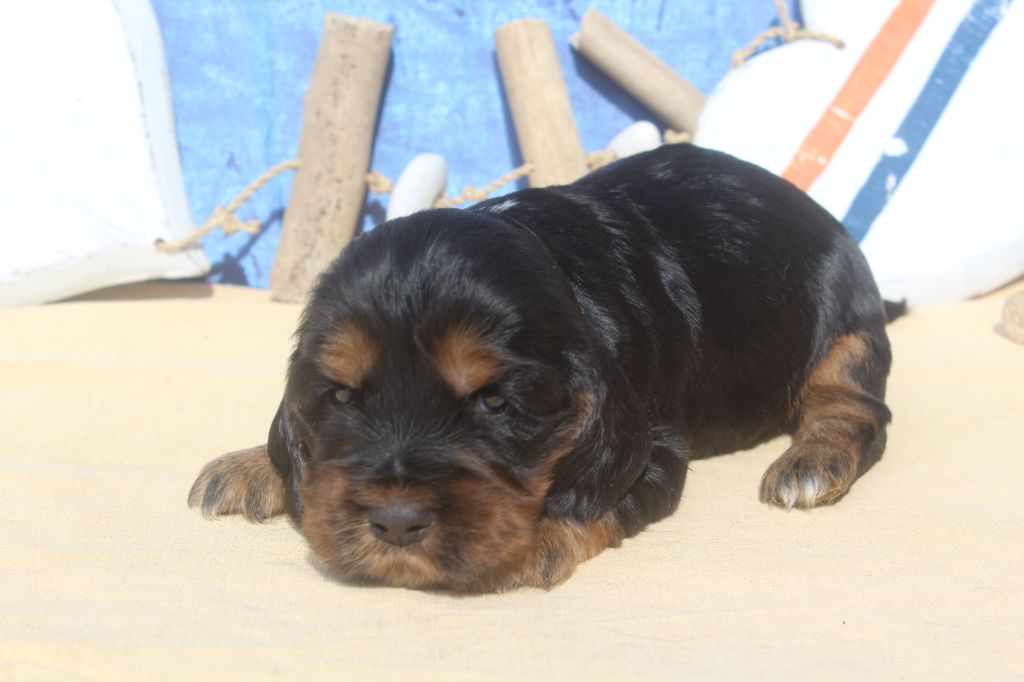 of caniland's dream - Chiots disponibles - Cocker Spaniel Anglais