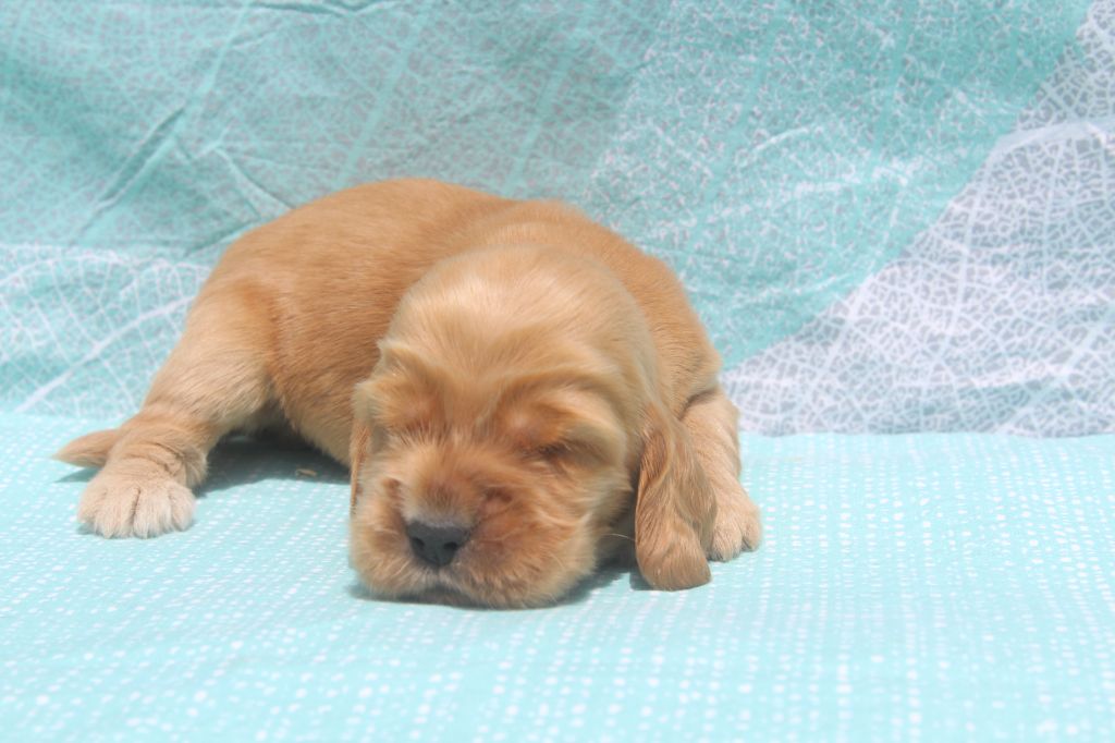 of caniland's dream - Chiots disponibles - Cocker Spaniel Anglais