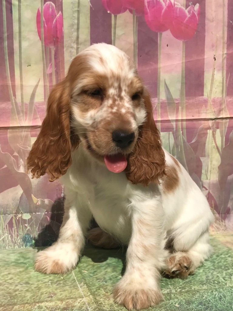 of caniland's dream - Chiots disponibles - Cocker Spaniel Anglais