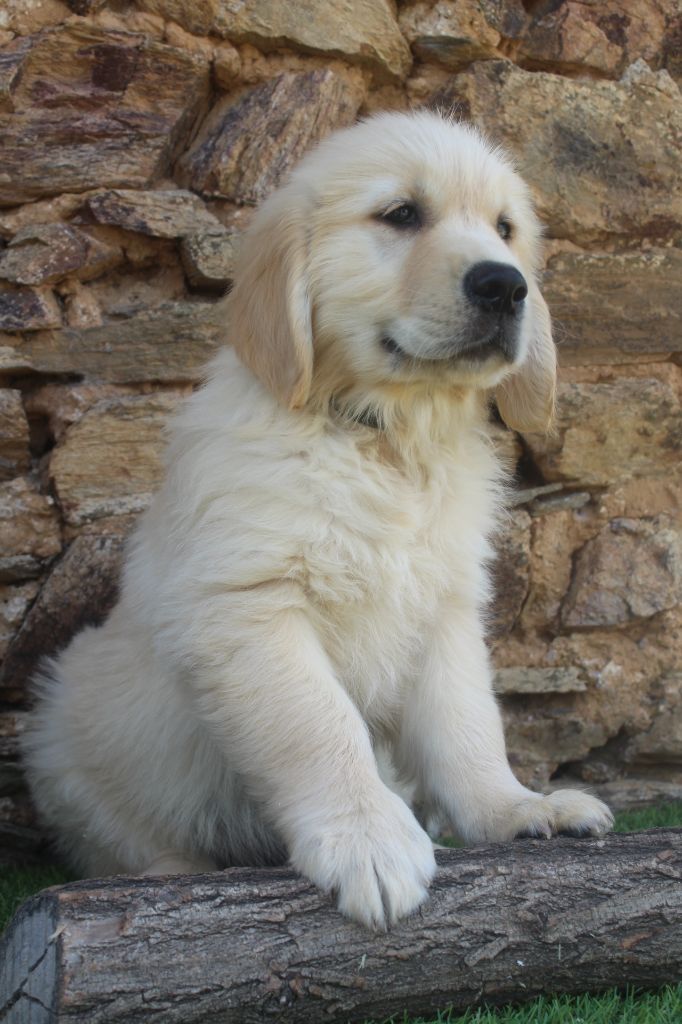 of caniland's dream - Chiots disponibles - Golden Retriever