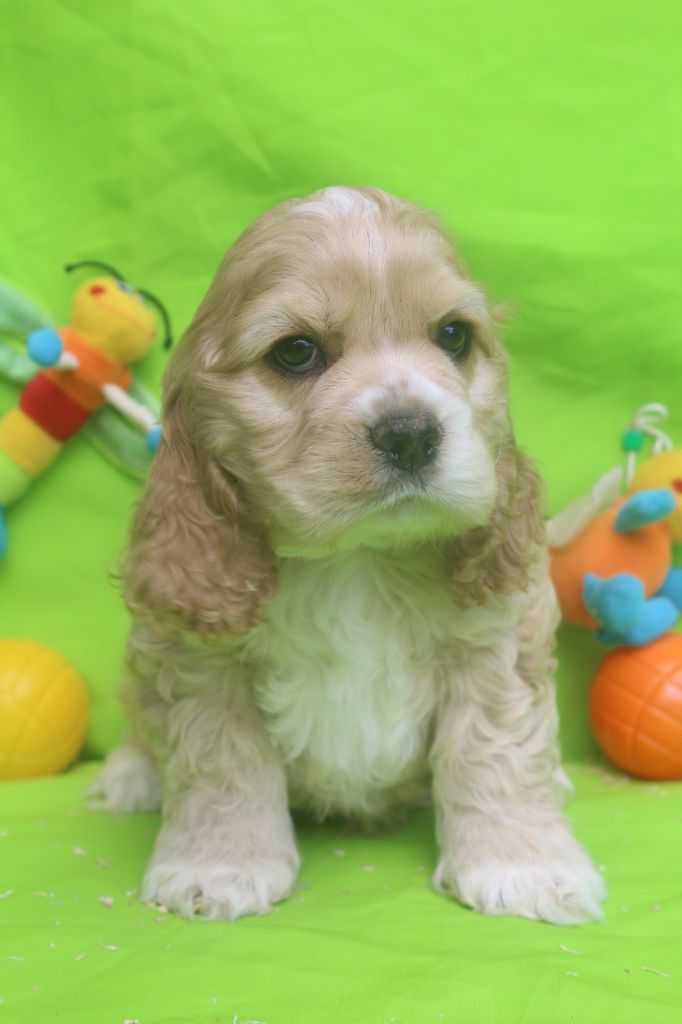 of caniland's dream - Chiots disponibles - American Cocker Spaniel